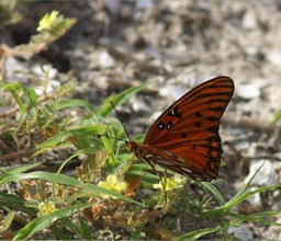 Butterfly Simmonds Park