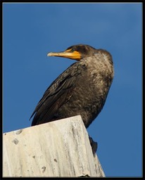 Cormorat small