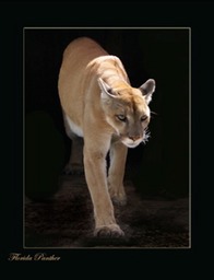 Florida Panther