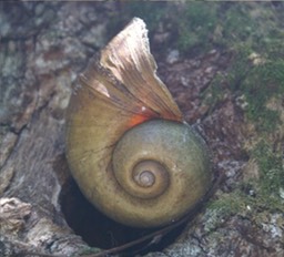 Giant Snail