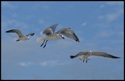 Gulls