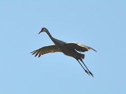 W Sand Hill Crane Flying