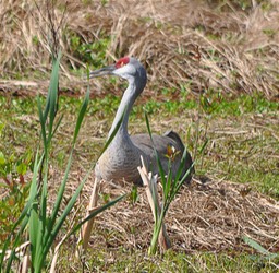 W Sand Hill Crane on Nest 1