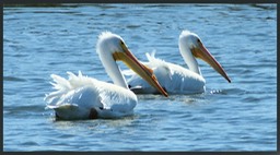 White Pelicans